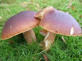 Mushroom walks in Sussex