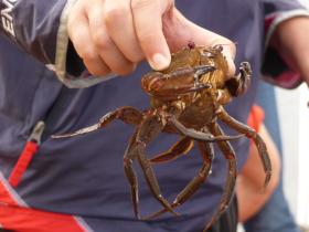 Velvet crab