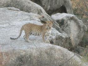 Leopard photographed by one of our guests on safari