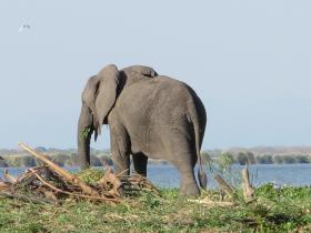 Malawi community & conservation volunteering