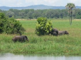 Elephants Liwonde NP