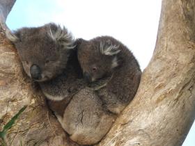 Koalas, Cape Otway Conservation Centre