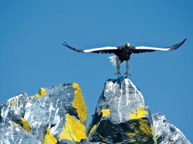 Sea of Okhotsk wildlife cruise, Russia