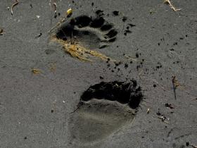 �GBreton_Bear prints