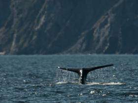 �ATerauds_Whale