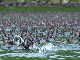 Kuril Islands sea otter survey cruise