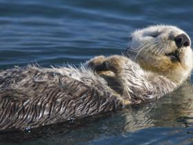 �MBaird_Adult Sea Otter (Enhydra lutris) in Morro Bay