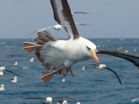 �EBell_Campbell Albatross slow motion flying