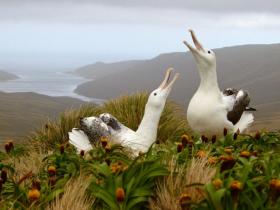 �EBell_Royal Albatross