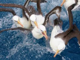 New Zealand and islands bird watching cruise 