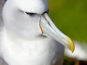 �EBell_shy Albatross at the Auckland Islands