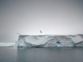 Antarctica and New Zealand Subantarctic Islands Wildlife Cruise