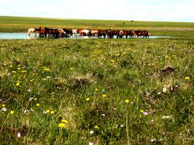 Horses graze at the wide meadows