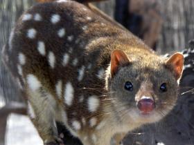 Quoll or chuditch or native cat