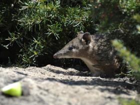 Quenda or Southern brown bandicoot