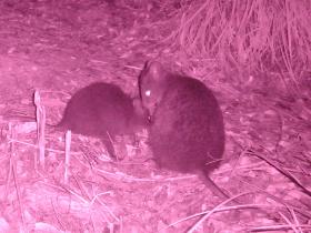 Quokka caught on camera trap