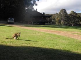 Expedition base, complete with expedition Land Rover and resident mob of Western grey kangaroos