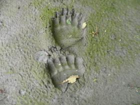 Bear tracks explained by the guide - Grizzly or Black Bear?