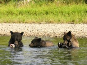 Grizzly Bear viewing in Bella Coola, Canada