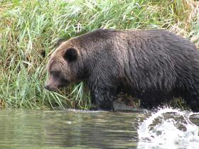 Missed opportunity for a splashing salmon by this bear