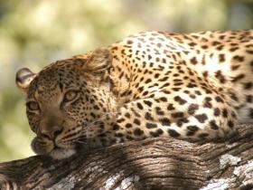 Okavango Delta and Victoria Falls luxury holiday