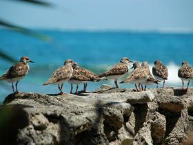 the birds