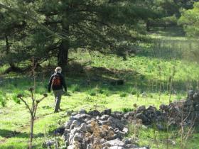 Walking the forestry paths in January