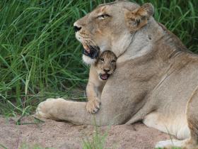South Africa holiday, Cape Town, Winelands & Kruger safari