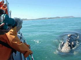 Whale watching at Grootbos