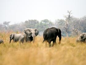 Elephants