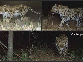 Camera Trap pics