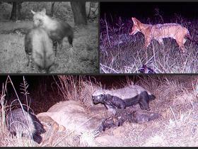 Camera Trap pics