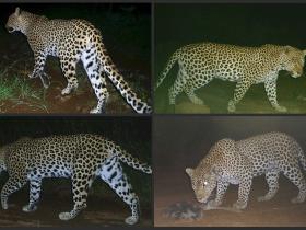 Leopard conservation holiday in South Africa