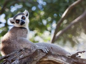 Mandrare Camp - Ringtail lemur