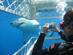 Cage Shark Diving at Port Lincoln