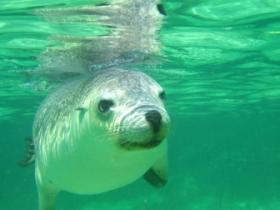 Sea lion at Baird Bay Eco Ocean experience