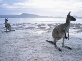 Kangaroos at Lucky Bay, Cape le Grand National Park