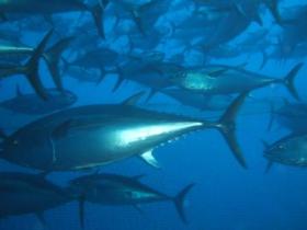 Swim and hand feed Blue fin Tuna at Port Lincoln