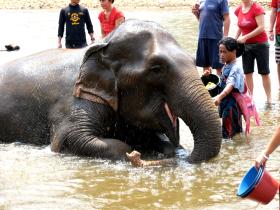 Thailand elephant conservation holiday