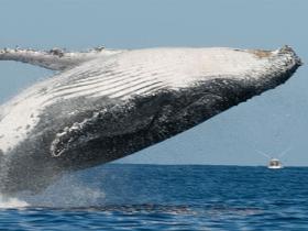 Whale watching