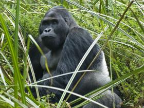 Uganda gorilla tracking and wildlife safari holiday