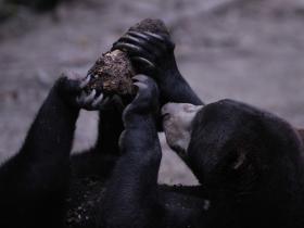 Thailand wildlife sanctuary volunteering holiday
