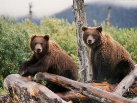 Wildlife Denali