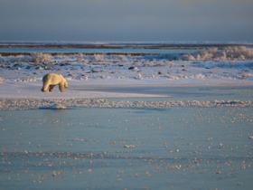 Spitsbergen polar bear watching cruise 