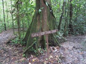 Danum Valley - Sapa Loop Trail