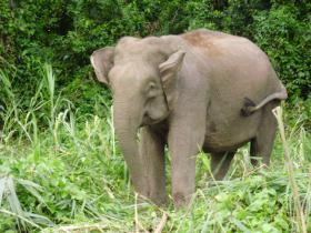 Pygmy Elephant