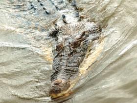 Sunderbans Cruise