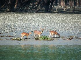 Sunderbans Safari