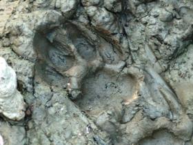Tiger Tracking Holiday