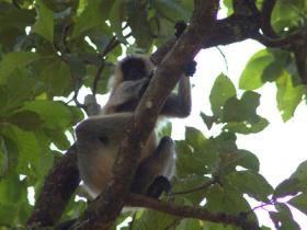 Bangladesh Mammal Watching